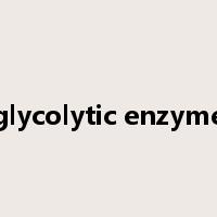 glycolytic enzyme是什么意思