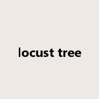 locust tree是什么意思