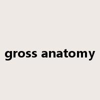 gross anatomy是什么意思