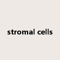 stromal cells是什么意思
