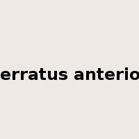 serratus anterior是什么意思