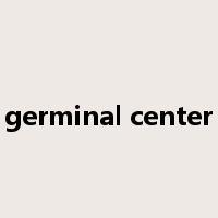 germinal center是什么意思