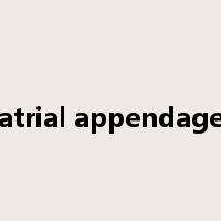 atrial appendage是什么意思