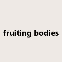 fruiting bodies是什么意思