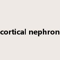 cortical nephron是什么意思