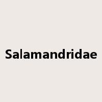 Salamandridae是什么意思