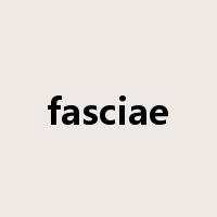 fasciae是什么意思