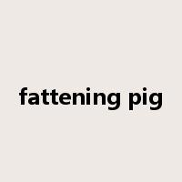 fattening pig是什么意思