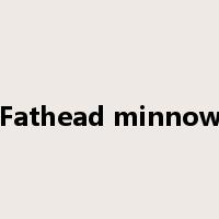 Fathead minnow是什么意思