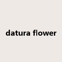 datura flower是什么意思