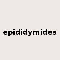 epididymides是什么意思