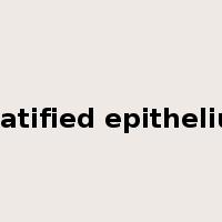 stratified epithelium是什么意思