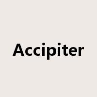Accipiter是什么意思