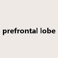 prefrontal lobe是什么意思