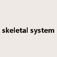 skeletal system是什么意思