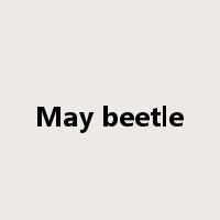 May beetle是什么意思