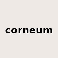 corneum是什么意思