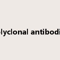 polyclonal antibodies是什么意思