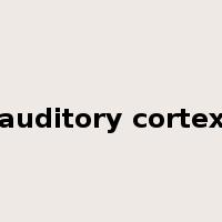 auditory cortex是什么意思