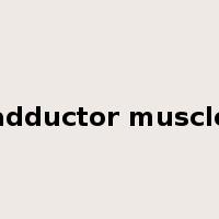 adductor muscle是什么意思