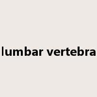 lumbar vertebra是什么意思