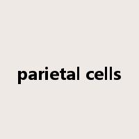 parietal cells是什么意思