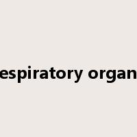respiratory organs是什么意思