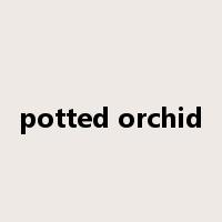 potted orchid是什么意思