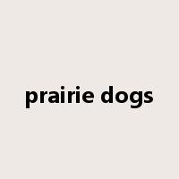 prairie dogs是什么意思