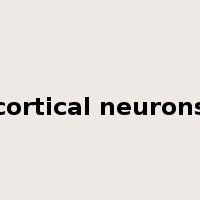 cortical neurons是什么意思