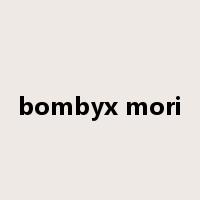bombyx mori是什么意思