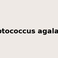 Streptococcus agalactiae是什么意思