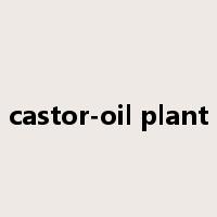 castor-oil plant是什么意思