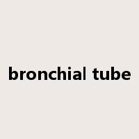 bronchial tube是什么意思
