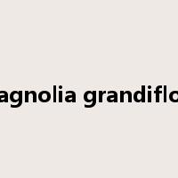 magnolia grandiflora是什么意思