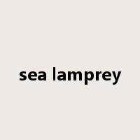 sea lamprey是什么意思