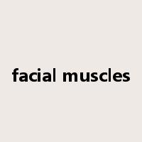 facial muscles是什么意思