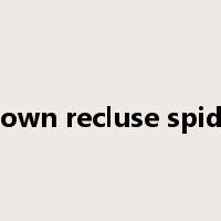 brown recluse spider是什么意思
