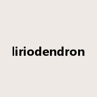 liriodendron是什么意思