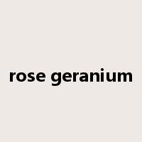 rose geranium是什么意思