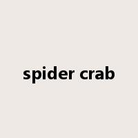 spider crab是什么意思
