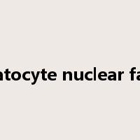 hepatocyte nuclear factor是什么意思