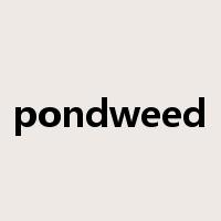 pondweed是什么意思