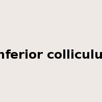 Inferior colliculus是什么意思