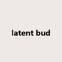 latent bud是什么意思