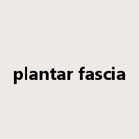 plantar fascia是什么意思