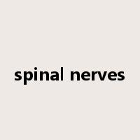 spinal nerves是什么意思