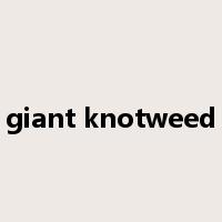 giant knotweed是什么意思