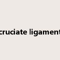 cruciate ligament是什么意思