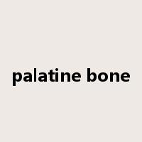 palatine bone是什么意思